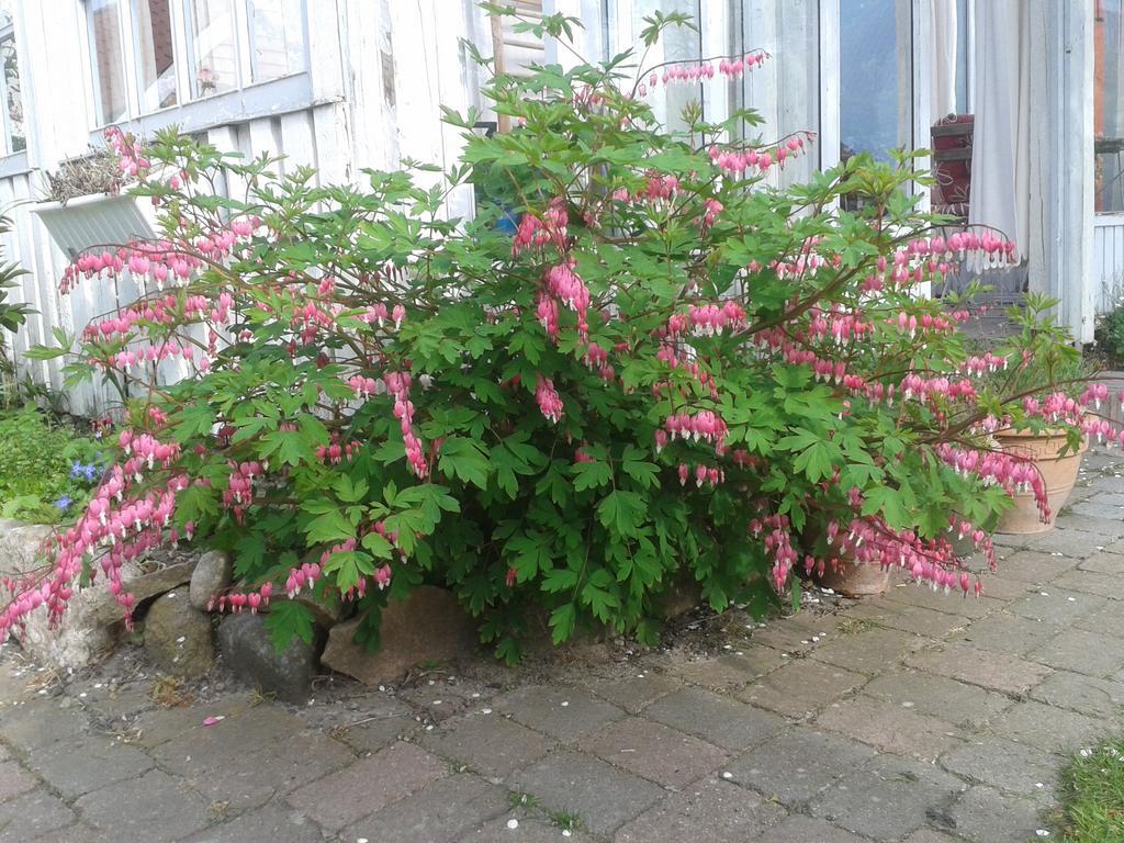 Belvedere B&B Svendborg Exterior foto